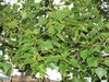 Populus nigra
