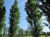 Populus nigra 'Italica'