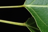 Leaf petiole (Fort Collins, CO)-Early Summer