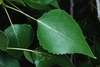 Leaf close-up (Fort Collins, CO)-Early Summer
