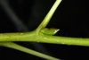 Branch and stem bud (Fort Collins, CO)-Early Summer