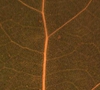 Populus deltoides