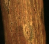 Populus deltoides