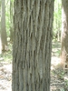 Bark