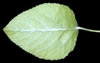 Underside of leaf
