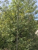 Form