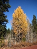 Fall color