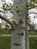 Bark