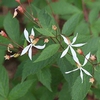 Close up of flowers and leaves