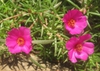 Single Flower