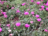 Form