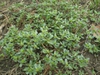 Portulacaceae  oleracea