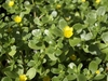 Yellow flowers among fleshy leaves