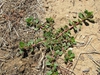 Portulacaceae  oleracea