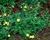 Potentilla x hybrida