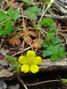 Potentilla canadensis