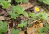 Potentilla canadensis