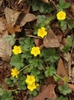 Potentilla canadensis