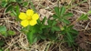 Potentilla canadensis