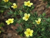 Potentilla fruticosa
