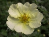 Potentilla fruticosa