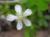 Potentilla tridentata