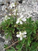 Potentilla tridentata