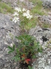 Potentilla tridentata