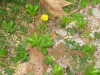 Potentilla canadensis