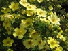 Potentilla fruticosa