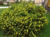 Potentilla fruiticosa