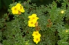 Potentilla fruiticosa