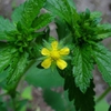 Potentilla recta