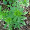 Potentilla recta