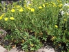 Potentilla recta