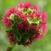 Poterium sanguisorba
