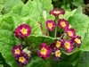 Dark red flowers with yellow centers
