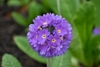 Bluish flowers of Primula denticulata