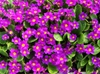 Primula vulgaris