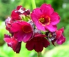 Deep pink flowers of Primula anisodora