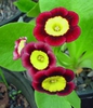 Primula auricula