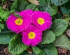 Primula cultivar