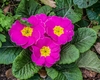 Red flowers with yellow centers