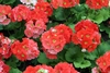 Red flowers