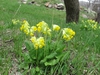 Primula veris