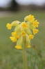 Primula veris