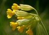 Primula veris