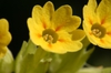 Primula veris