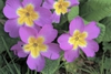 Primula vulgaris