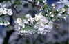 Prunus avium